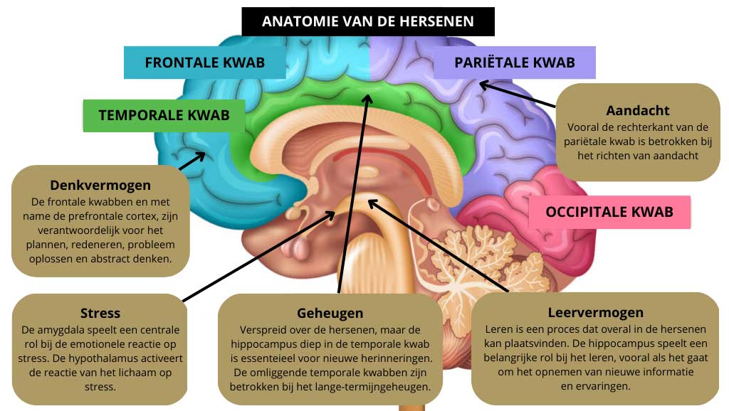 Aandachtsgebieden hersenen, denkvermogen, stress, geheugen, leervermogen, aandacht